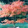 Acer shirasawanum Palmatifolium from Junker's Nursery