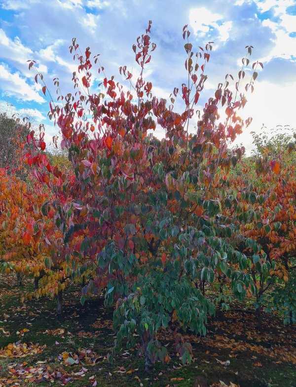 Cornus Rutgers Aurora from Junker's Nursery