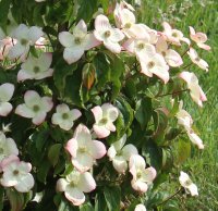 Cornus 'Blooming Merry Tetra' at Junker's Nursery