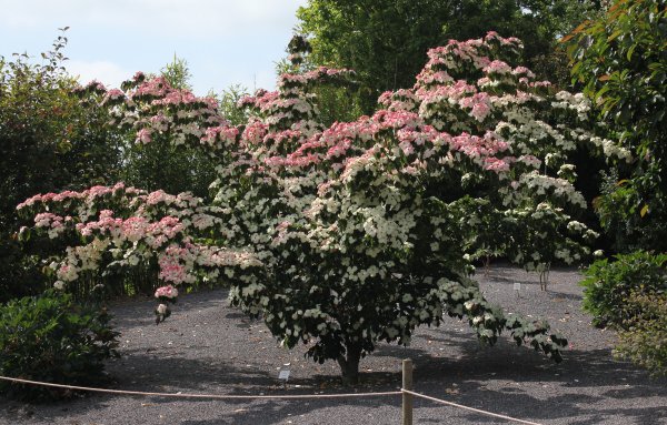 Cornus kousa Claudia from Junker's Nursery