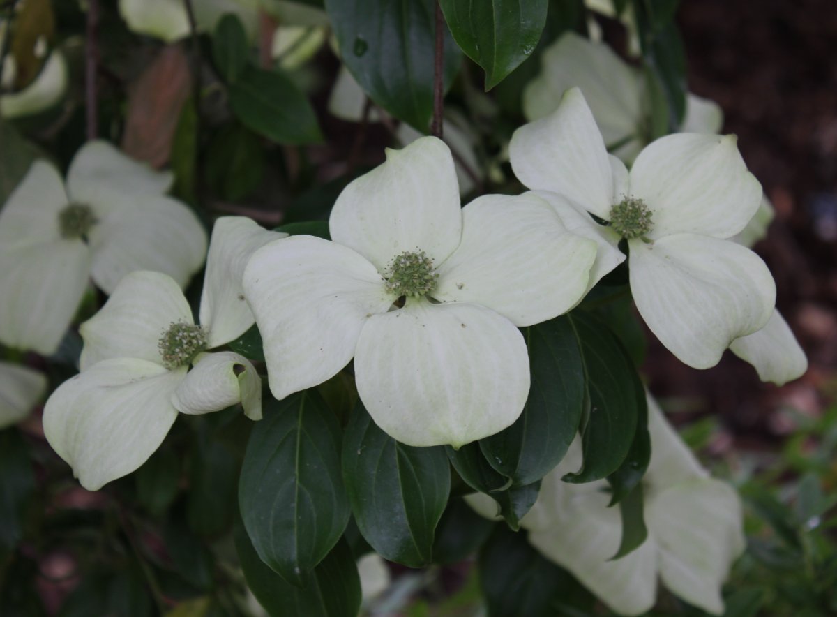 Cornus angustata Full Moon flower bracts at Junker's Nursery