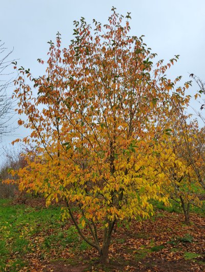 Cornus 'Norman Hadden' autumn colour. A flowering dogwood  from Junker's Nursery