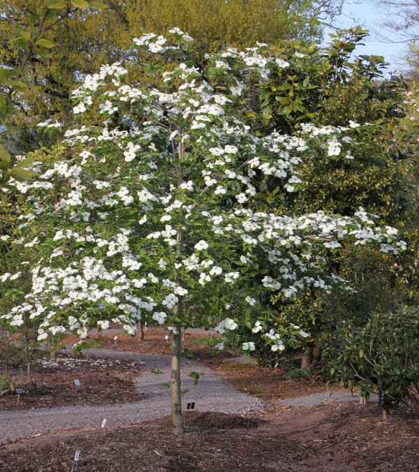 Cornus Pink Blush in flower (April) at Junker's Nursery