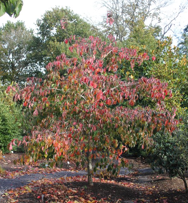 Cornus Pink Blush showing autumn colour at Junker's Nursery