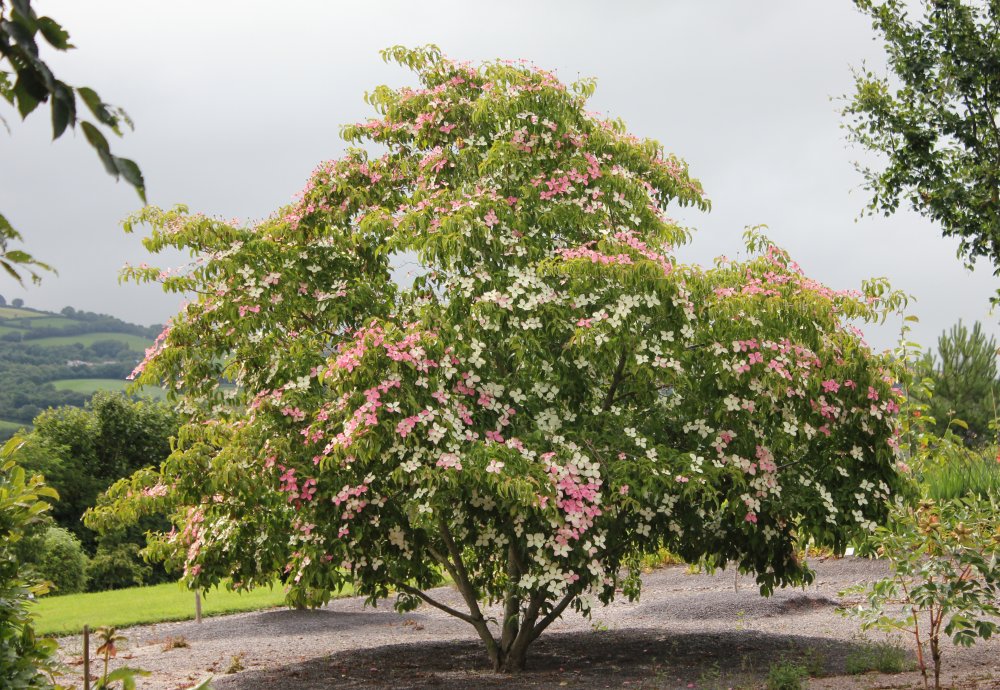 Cornus Porlock showing how the bracts mature to pinkat Junker's Nursery