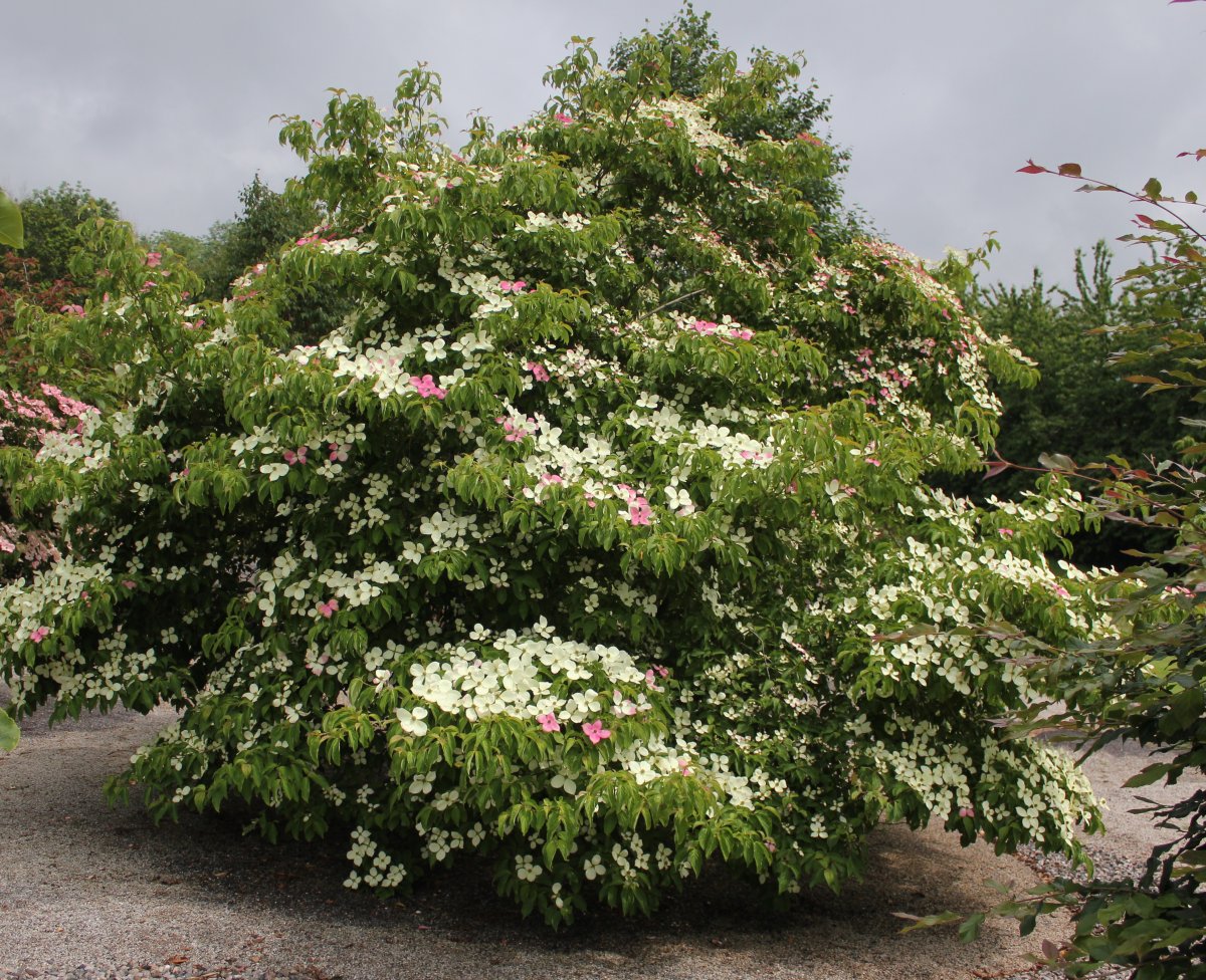 Cornus Porlock at Junker's Nursery