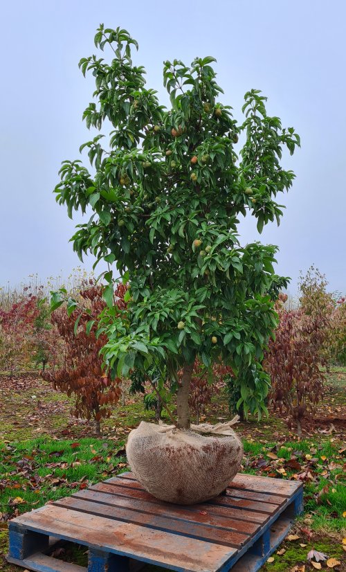 Cornus angustata Full Moon rootball from Junker's Nursery