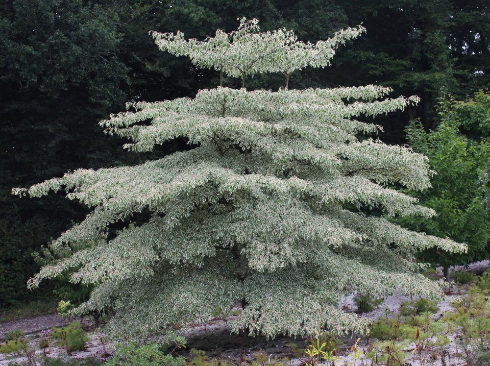 Cornus controversa Variegata from Junker's Nursery