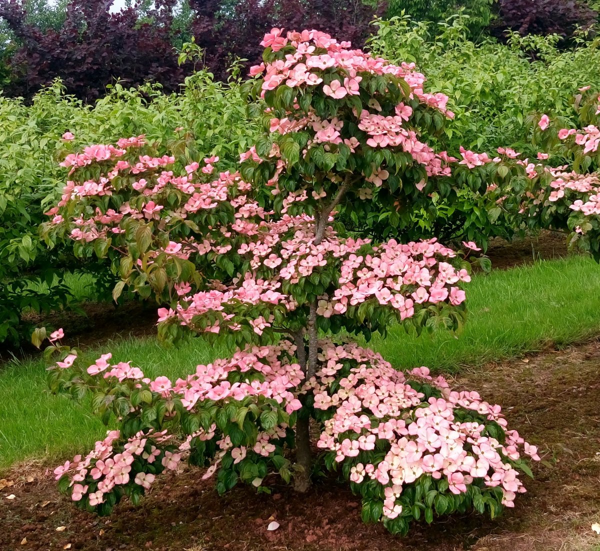 Cornus kousa Akabana pink flower bracts at Junker's Nursery