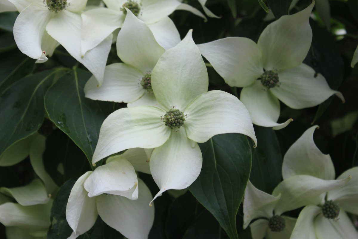 Cornus kousa China Girl flower bracts at Junker's Nursery