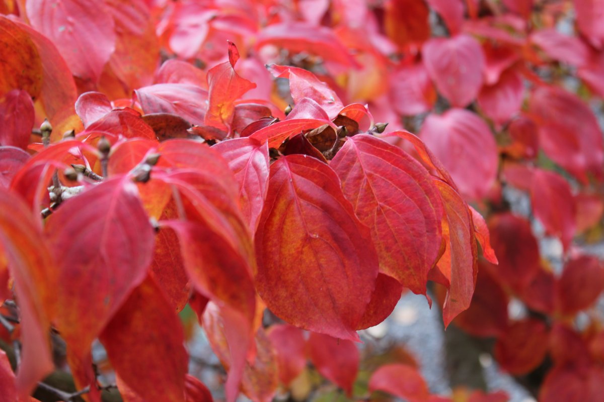 Cornus kousa Claudia autumn colour at Junker's Nursery