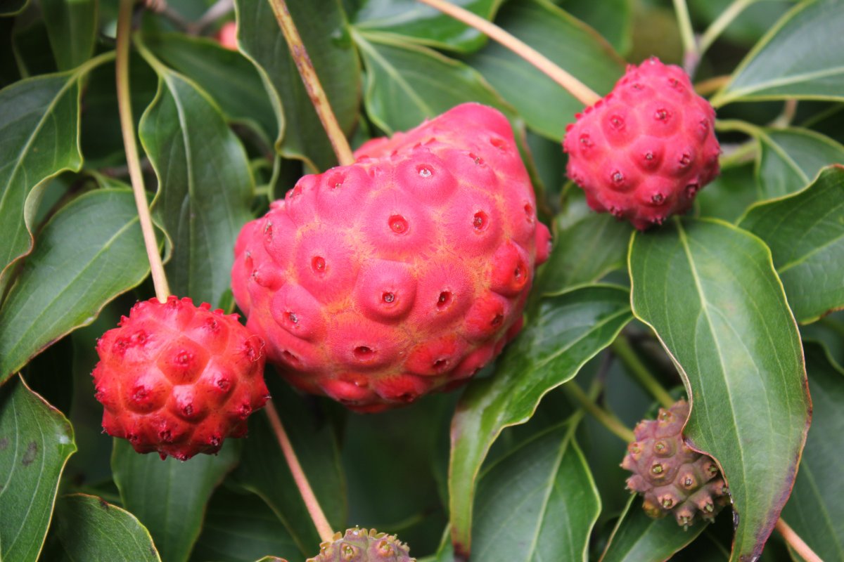 Cornus kousa fruit at Junker's Nursery