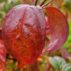 Autumn leaf colour on Cornus 'Blooming Merry Tetra' at Junker's Nursery