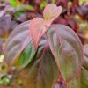 Autumn foliage on Cornus 'Blooming Pink Tetra' at Junker's Nursery