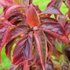 Autumn leaf colour on Cornus 'Blooming White Tetra' at Junker's Nursery