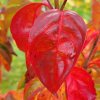 Autumn leaf colour on Cornus 'Blooming White Tetra' at Junker's Nursery