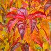 Autumn leaf colour on Cornus 'Blooming White Tetra' at Junker's Nursery
