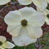 Cornus 'Cobhay Titan' flower bracts in April at Junker's Nursery