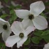 Cornus 'Dorothy' flower bracts in April at Junker's Nursery