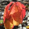 Cornus 'Dorothy' autumn colour at Junker's Nursery