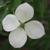 Cornus Gloria Birkett flower bract. A flowering dogwood  from Junker's Nursery