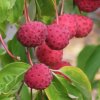 Cornus Gloria Birkett fruit. A flowering dogwood  from Junker's Nursery