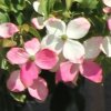 Cornus 'Kenwyn Clapp' flower bracts. A flowering dogwood  from Junker's Nursery