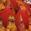 Cornus 'Kenwyn Clapp' autumn colour. A flowering dogwood  from Junker's Nursery