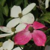 Cornus Norman Hadden flower bracts. A flowering dogwood  from Junker's Nursery