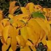 Cornus 'Norman Hadden' autumn colour. A flowering dogwood  from Junker's Nursery