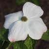 Cornus 'Pink Blush' flower bract in April at Junker's Nursery