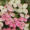 Cornus 'Porlock' flower bracts. A flowering dogwood  from Junker's Nursery