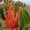 Cornus 'Porlock' autumn colour. A flowering dogwood  from Junker's Nursery