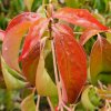 Cornus 'Summer Flair' at Junker's Nursery