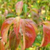 Cornus 'Summer Glossy' at Junker's Nursery