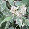 Cornus alternifolia Silver Giant from Junker's Nursery