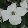 Cornus angustata Full Moon flower bract from Junker's Nursery