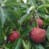 Cornus angustata Full Moon fruit from Junker's Nursery