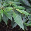 Cornus controversa Laska from Junker's Nursery