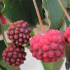 Cornus kousa Cherokee fruit from Junker's Nursery