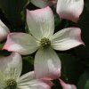 Cornus kousa Dwarf Pink from Junker's Nursery