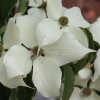 Cornus kousa PVG from Junker's Nursery