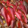 Cornus kousa Pollywood autumn colour from Junker's Nursery