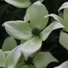 Cornus kousa Pollywood flower bracts from Junker's Nursery