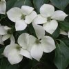 Cornus kousa Schmetterling from Junker's Nursery