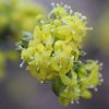 Cornus mas Pioneer flowers from Junker's Nursery