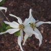 Cornus nuttallii 'Zurico' flower bracts in April at Junker's Nursery