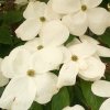 Cornus rutger Aurora flower bracts from Junker's Nursery