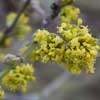 Cornus mas Golden Glory flowers from Junker's Nursery