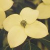 Cornus kousa China Girl